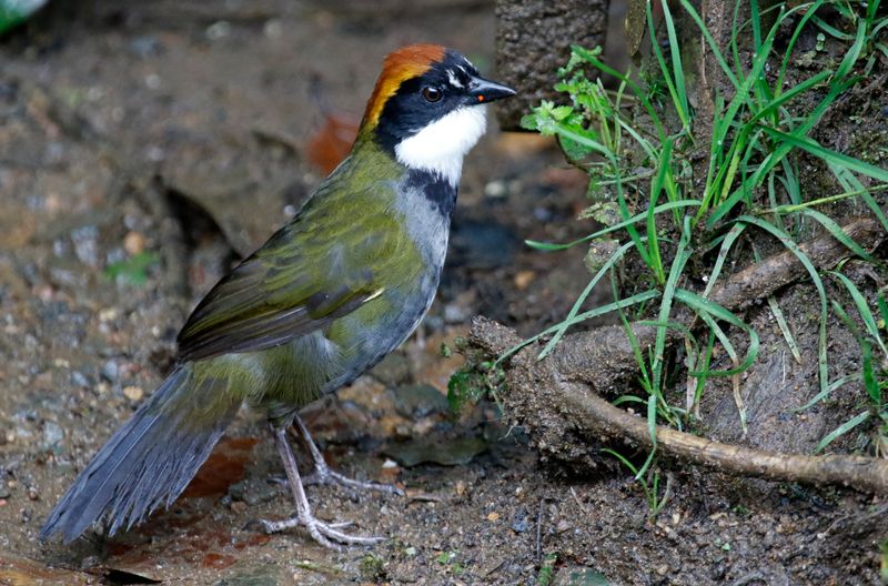 Chestnut-capped Brushfinch (Arremon brunneinucha frontalis) San Felipe Birding, Valle del Cauca, Colombia