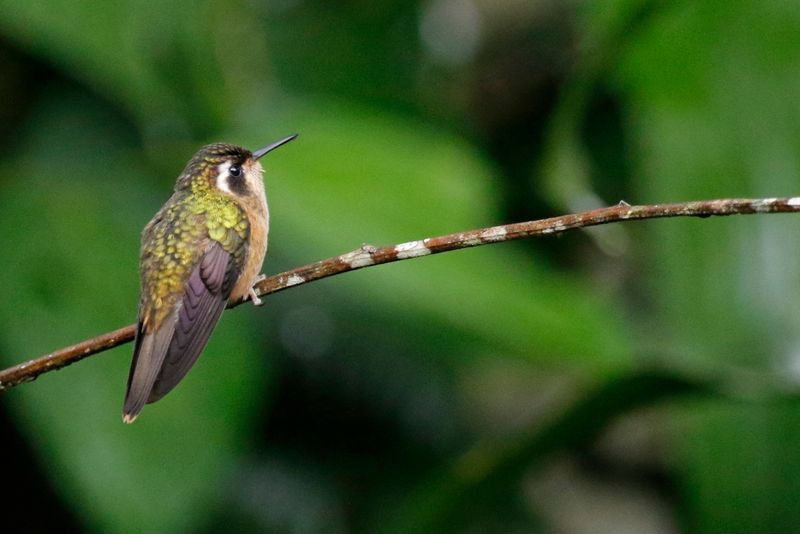 Speckled Hummingbird (Adelomyia melanogenys) San Felipe Birding, Valle del Cauca, Colombia