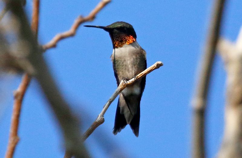 Ruby-throated Hummingbird (Archilochus colubris) Fort Zachary Taylor Historic SP, Key West, Florida