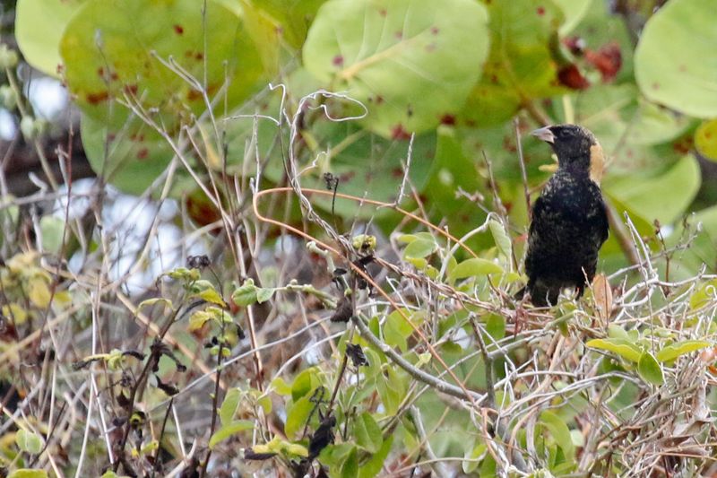 Bobolink (Dolichonyx oryzivorus) Bahia Honda Key, Florida, US