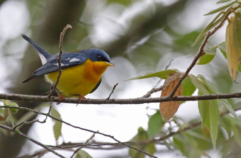 Tropical Parula (Setophaga pitiayumi) RN Laguna de Sonso, Valle del Cauca, Colombia