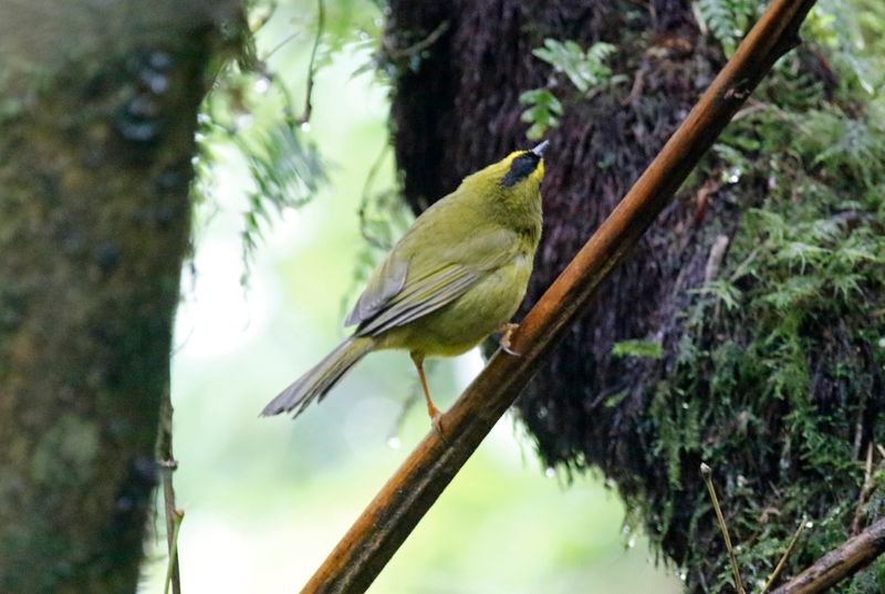 Black-crested Warbler (Myiothlypis nigrocristata) Hacienda El Bosque, Caldas, Colombia