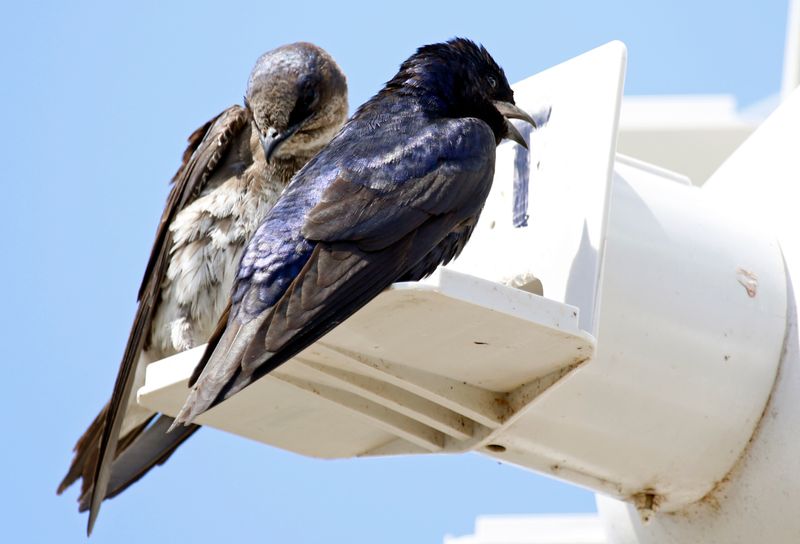 Purple Martin (Progne subis)