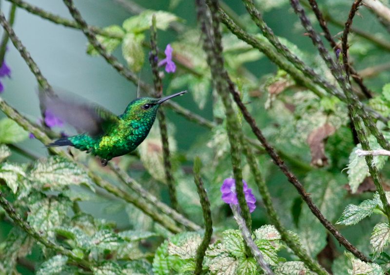 Western Emerald (Chlorostilbon melanorhynchus) Finca La Araucana, Valle del Cauca, Colombia