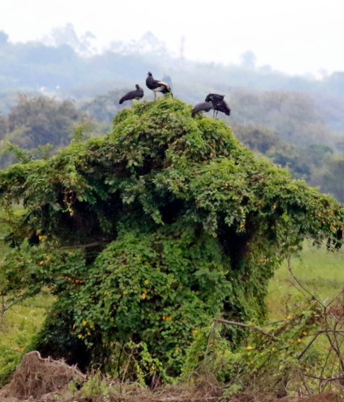 Horned Screamer (Anhima cornuta) RN Laguna de Sonso, Valle del Cauca, Colombia