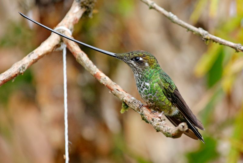 Sword-billed Hummingbird (Ensifera ensifera) Reserva Bosque Guajira, Cundinamarca, Colombia