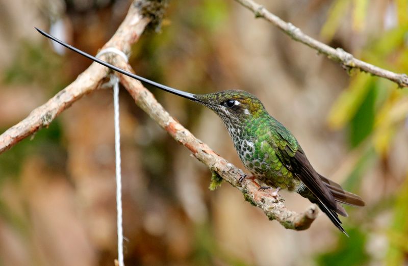 Sword-billed Hummingbird (Ensifera ensifera) Reserva Bosque Guajira, Cundinamarca, Colombia