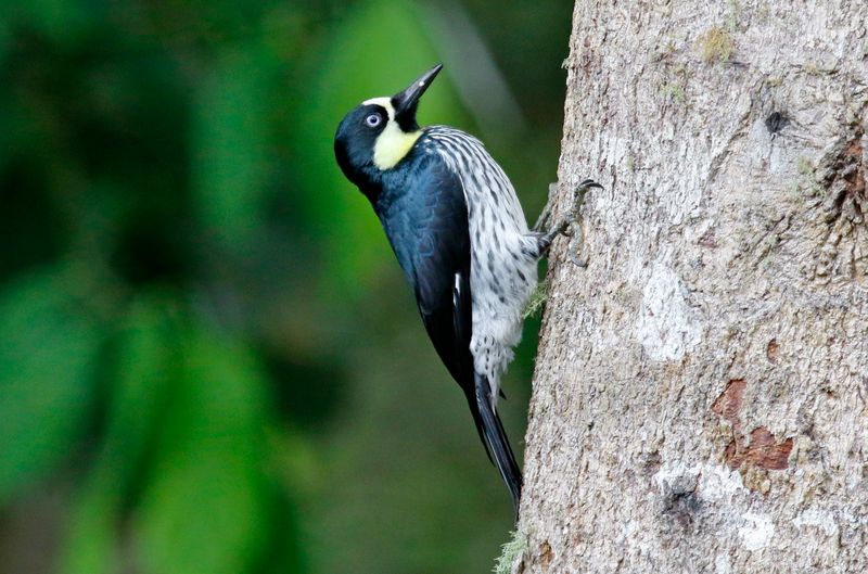 Acorn Woodpecker (Melanerpes formicivorus flavigula) Finca La Araucana, Valle del Cauca, Colombia