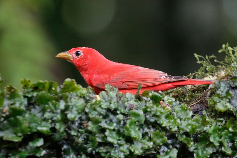 Summer Tanager (Piranga rubra) San Felipe Birding, Valle del Cauca, Colombia