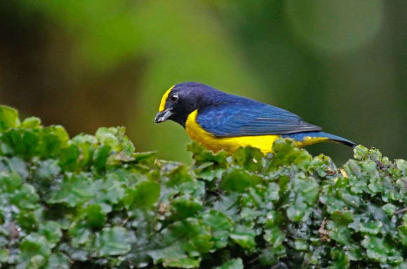 Orange-bellied Euphonia (Euphonia xanthogaster) San Felipe Birding, Valle del Cauca, Colombia