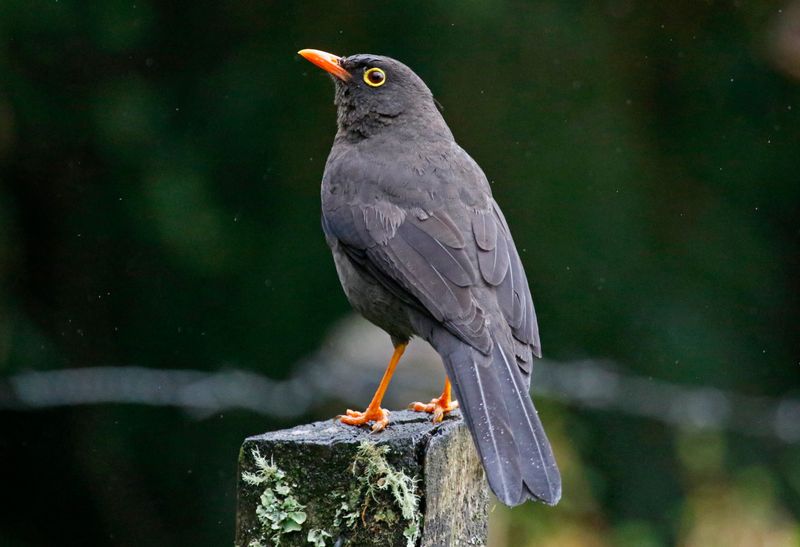 Great Thrush (Turdus fuscater quindio) Hacienda El Bosque, Caldas, Colombia