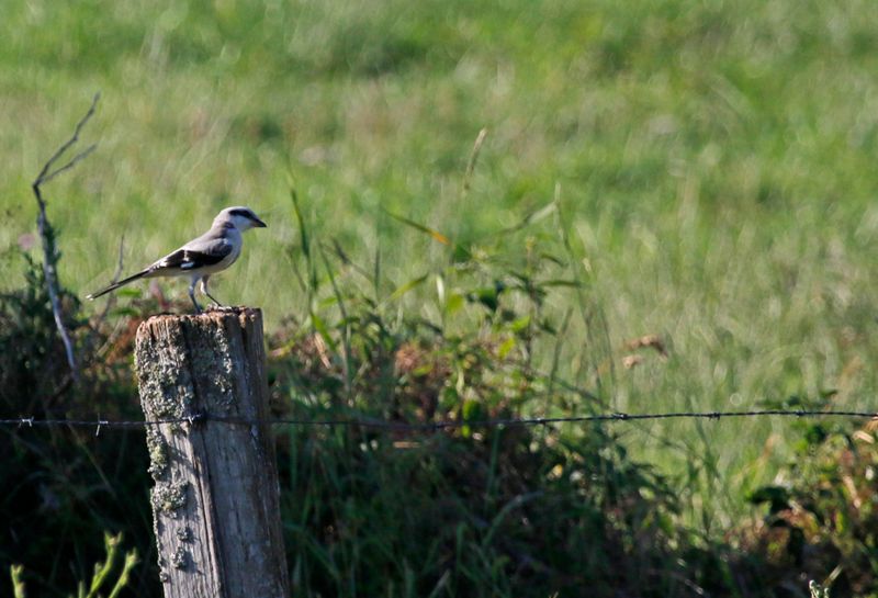 Great Grey Shrike (Lanius excubitor excubitor)  NSG Gelängebachtal, Sauerland, Germany
