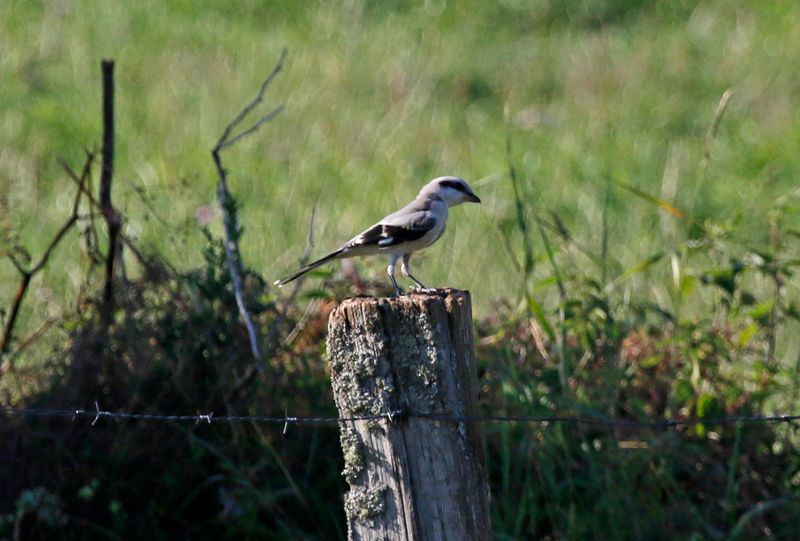 Great Grey Shrike (Lanius excubitor excubitor) NSG Gelängebachtal, Sauerland, Germany