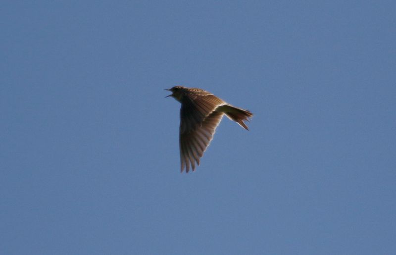 Eurasian Skylark (Alauda arvensis)  NSG Gelängebachtal, Sauerland, Germany
