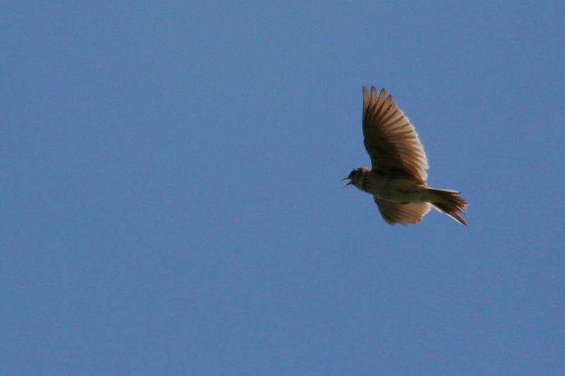 Eurasian Skylark (Alauda arvensis)  NSG Gelängebachtal, Sauerland, Germany
