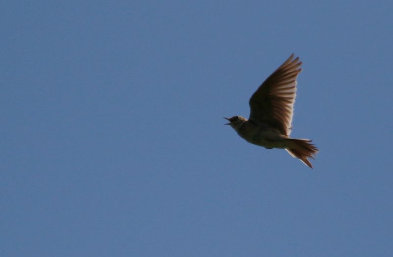 Eurasian Skylark (Alauda arvensis)  NSG Gelängebachtal, Sauerland, Germany
