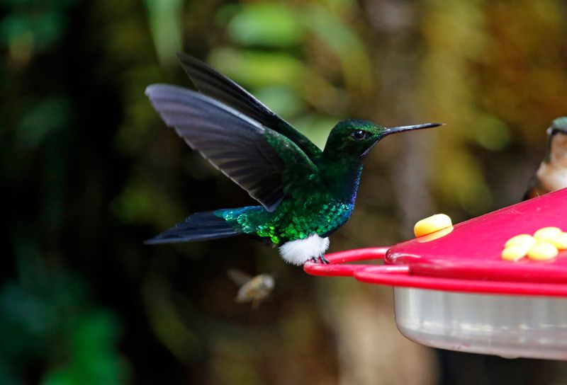 Glowing Puffleg (Eriocnemis vestita vestita) Reserva Bosque Guajira, Cundinamarca, Colombia