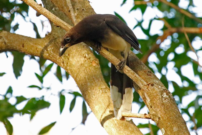 Brown Jay (Psilorhinus morio) Hotel Bougainvillea, Heredia, Costa Rica