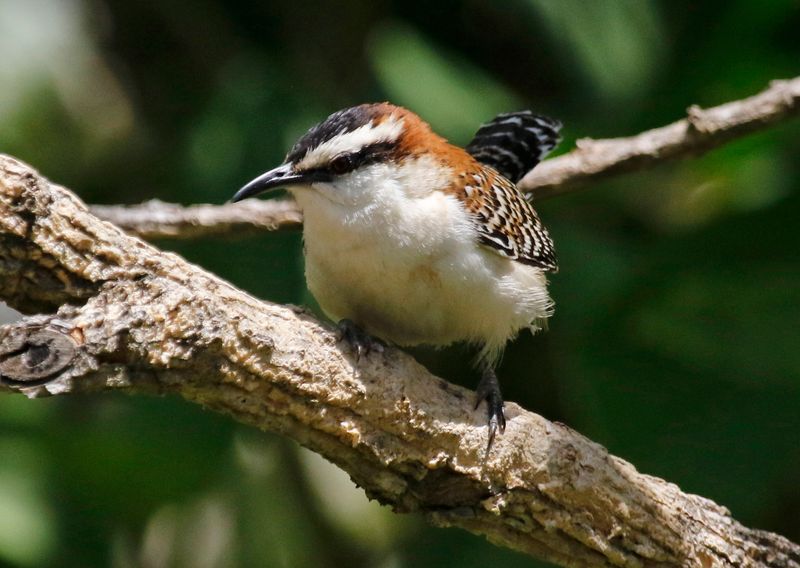 Rufous-backed Wren (Campylorhynchus capistratus) Hotel Bougainvillea, Heredia, Costa Rica