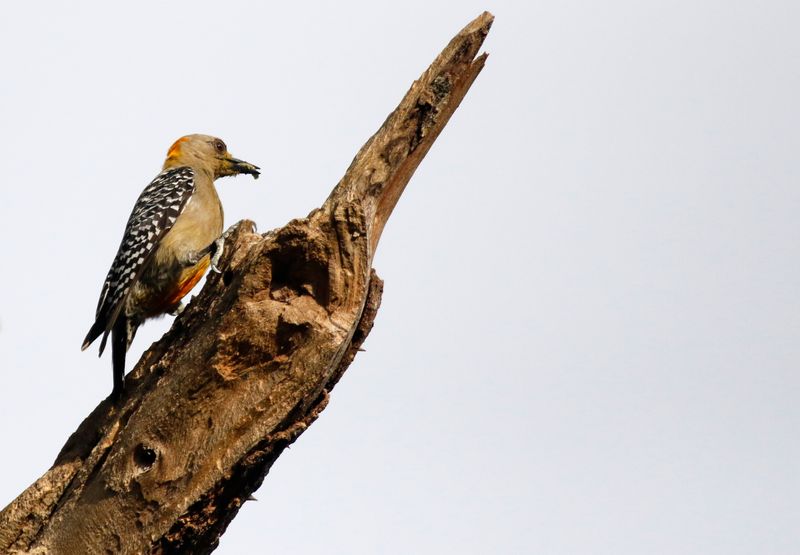 Hoffmann's Woodpecker (Melanerpes hoffmannii)