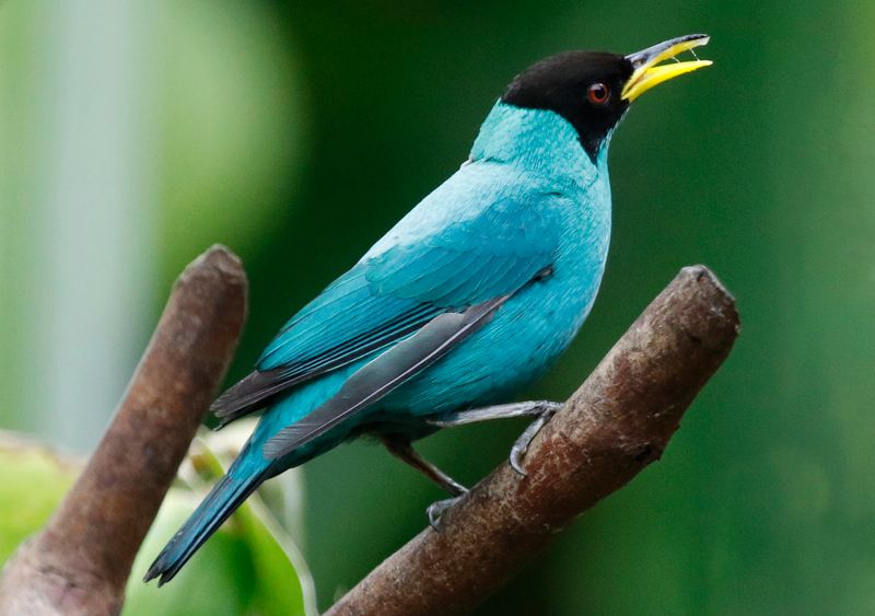 Green Honeycreeper (Chlorophanes spiza) Hotel Ara ambigua, Heredia, Costa Rica