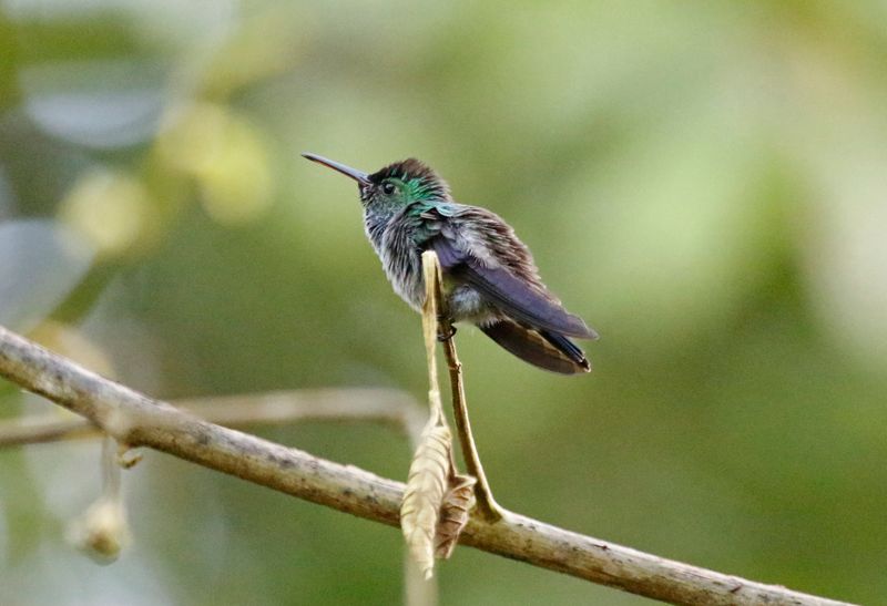 Blue-chested Hummingbird (Polyerata amabilis) La Selva OTS Reserve, Heredia, Costa Rica