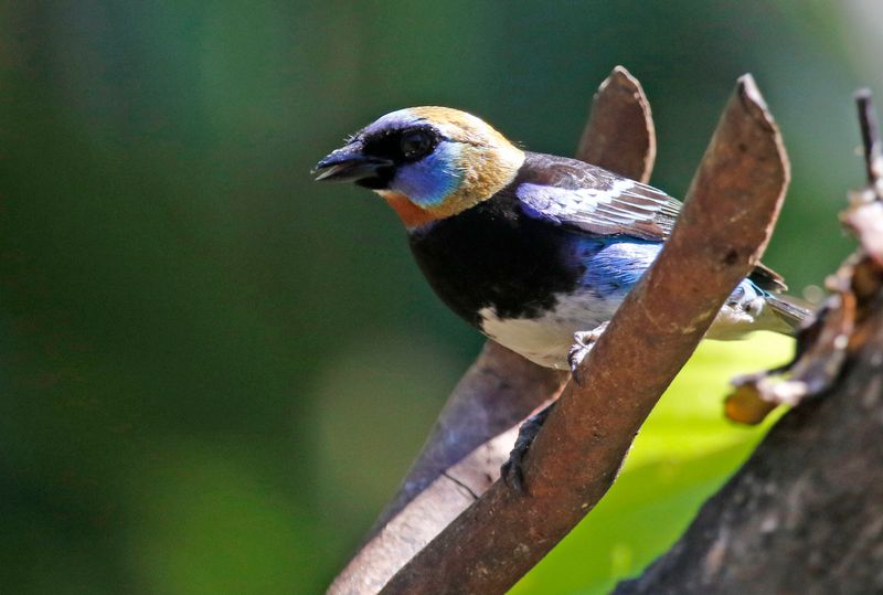 Golden-hooded Tanager (Stilpnia larvata) Hotel Ara ambigua, Heredia, Costa Rica