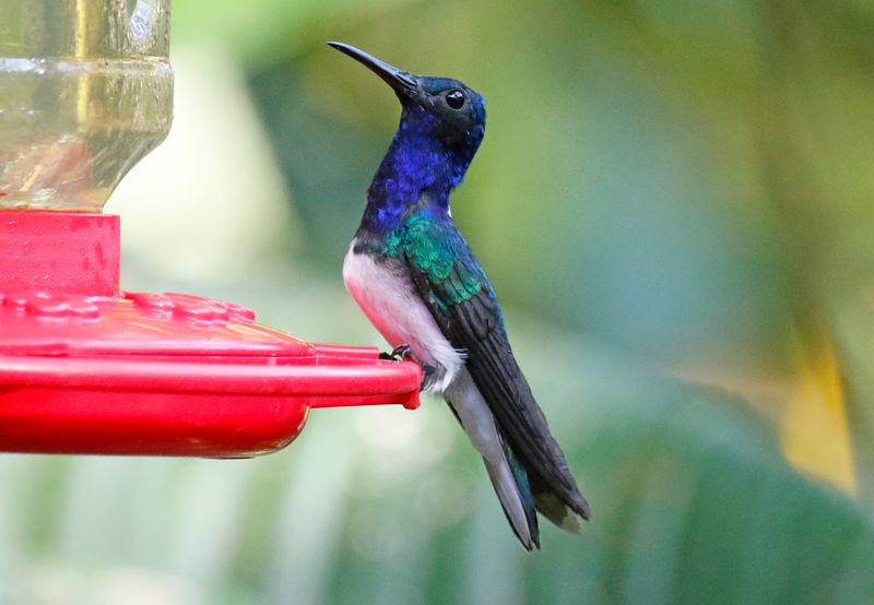 White-necked Jacobin (Florisuga mellivora) Donde Cope, La Unión de Guápiles, Limón, Costa Rica