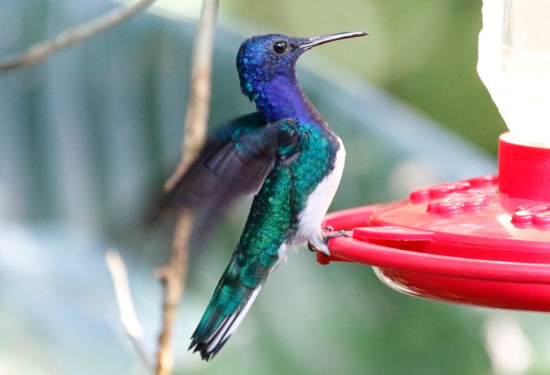 White-necked Jacobin (Florisuga mellivora) Donde Cope, La Unión de Guápiles, Limón, Costa Rica