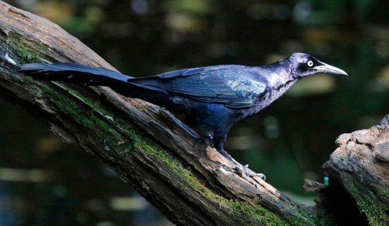 Great-tailed Grackle (Quiscalus mexicanus) Donde Cope, La Unión de Guápiles, Limón, Costa Rica