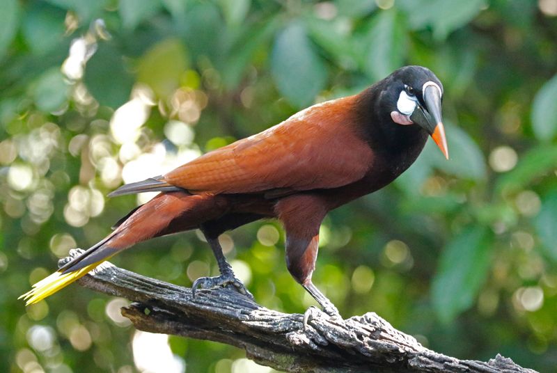 Montezuma Oropendola (Psarocolius montezuma) Donde Cope, La Unión de Guápiles, Limón, Costa Rica