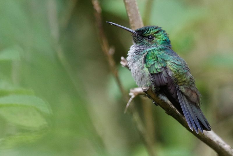 Blue-chested Hummingbird (Polyerata amabilis) Nectar & Pollen Reserve, Limón, Costa Rica