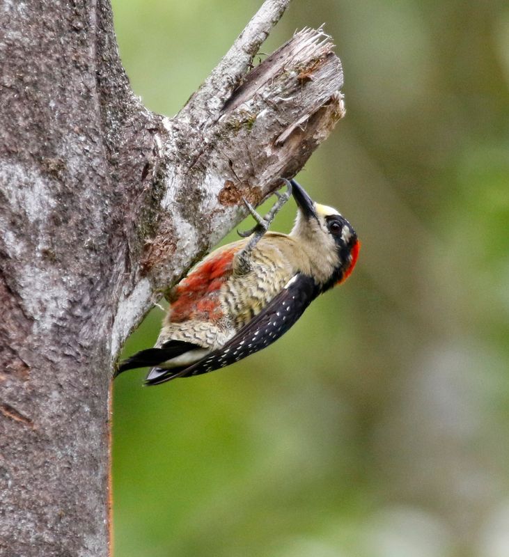 Black-cheeked Woodpecker (Melanerpes pucherani) Nectar & Pollen Reserve, Limón, Costa Rica