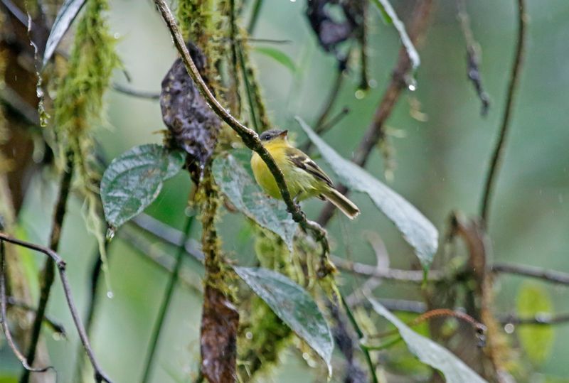 Handsome Flycatcher (Nephelomyias pulcher bellus) Camino Montezuma, Tatamá National Natural Park, Risaralda, Colombia
