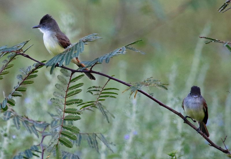 Dusky-capped Flycatcher (Myiarchus tuberculifer) Refugio mixto Caño Negro, Alajuela, Costa Rica