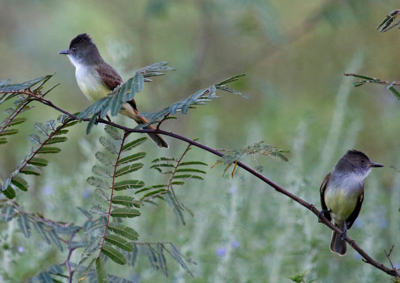 Dusky-capped Flycatcher (Myiarchus tuberculifer) Refugio mixto Caño Negro, Alajuela, Costa Rica