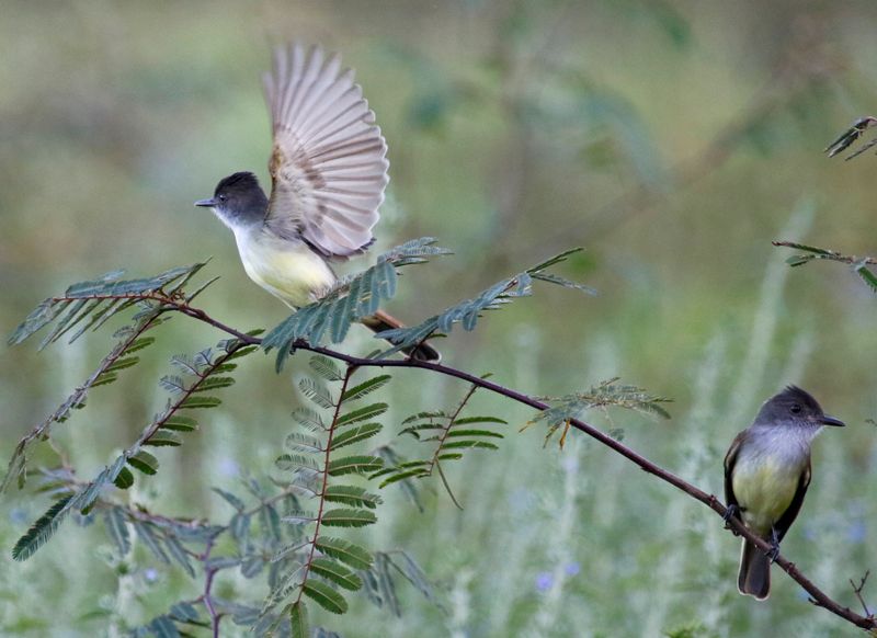 Dusky-capped Flycatcher (Myiarchus tuberculifer) Refugio mixto Caño Negro, Alajuela, Costa Rica