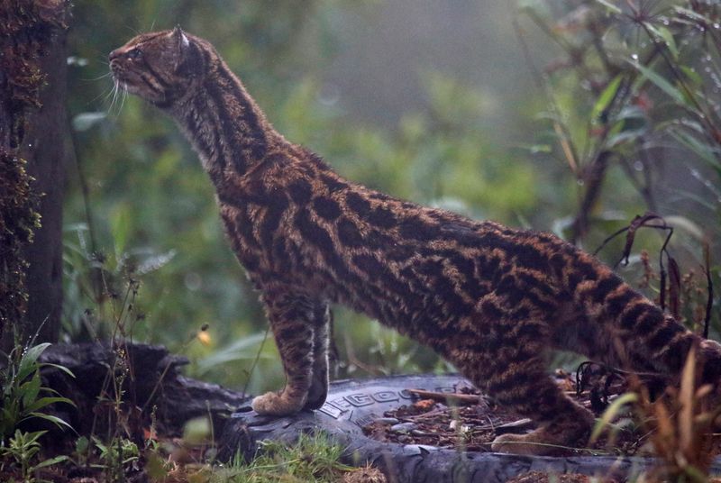 Oncilla, Northern Tiger Cat (Leopardus tigrinus pardinoides) Jardin, Caldas, Colombia