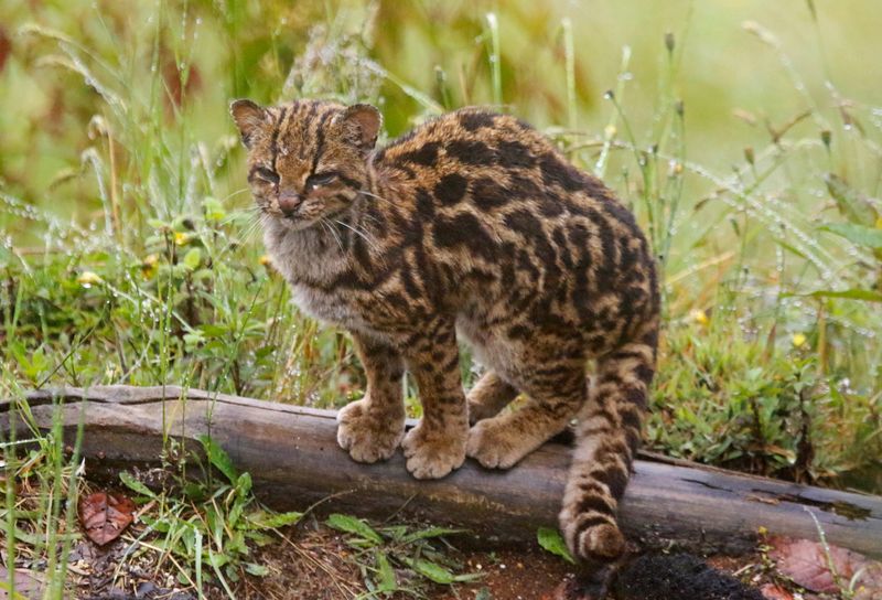 Oncilla, Northern Tiger Cat (Leopardus tigrinus pardinoides) Jardin, Caldas, Colombia