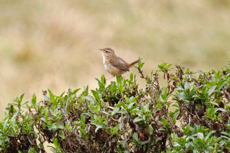 Grass Wren (Cistothorus platensis aequatorialis) PNN Los Nevados, Tolima, Colombia