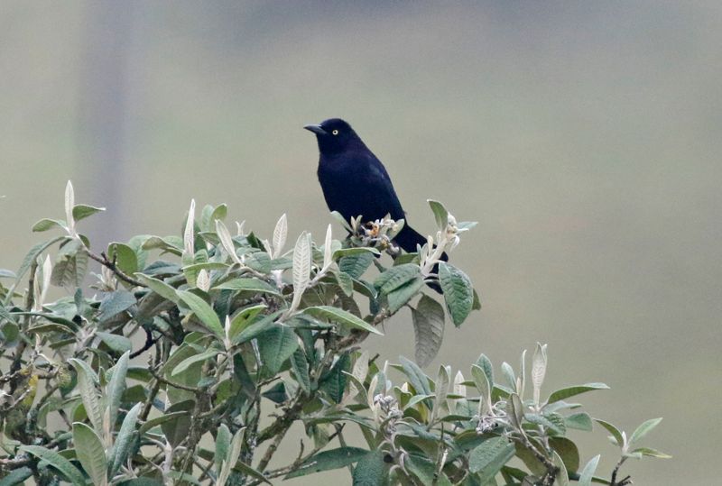 Carib Grackle (Quiscalus lugubris) PNN Los Nevados, Tolima, Colombia