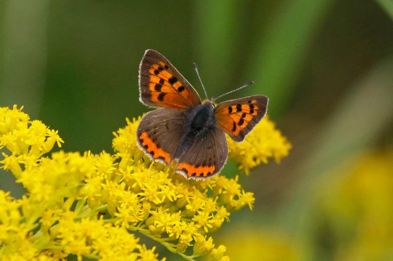 Small Copper (Lycaena phlaeas) Moolinse Buch, Berlin, BRD