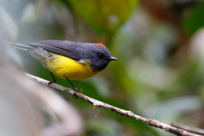 Slate-throated Redstart (Myioborus miniatus ballux) La Florida - Bosque de Las Aves, Valle del Cauca, Colombia