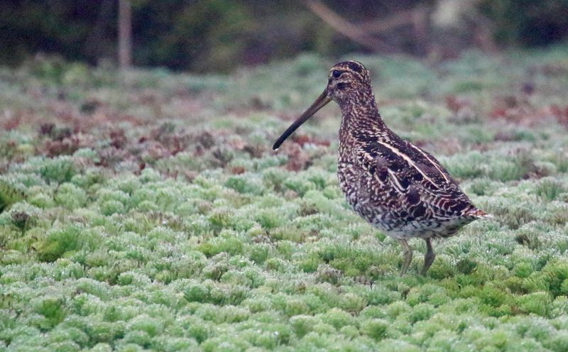 Noble Snipe (Gallinago nobilis) Parque Nacional Natural Sumapaz, Distrito Capital de Bogotá, Colombia