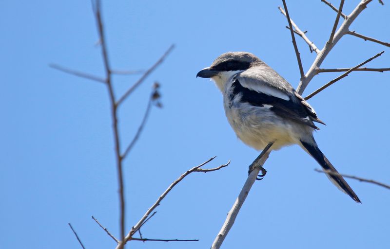 Loggerhead Shrike (Lanius ludovicianus)