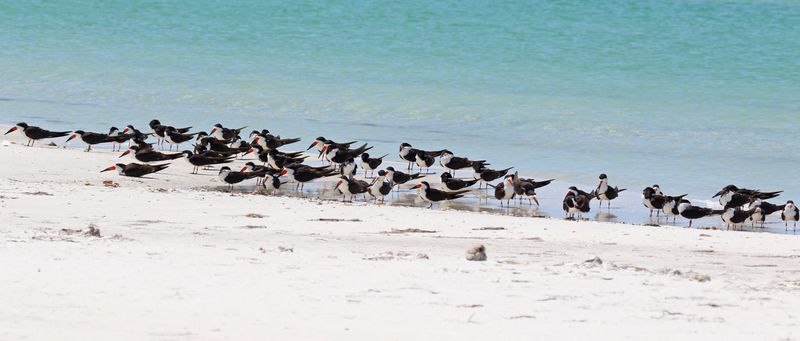 Black Skimmer (Rynchops niger niger) Fort De Soto Park, Pinellas, Florida