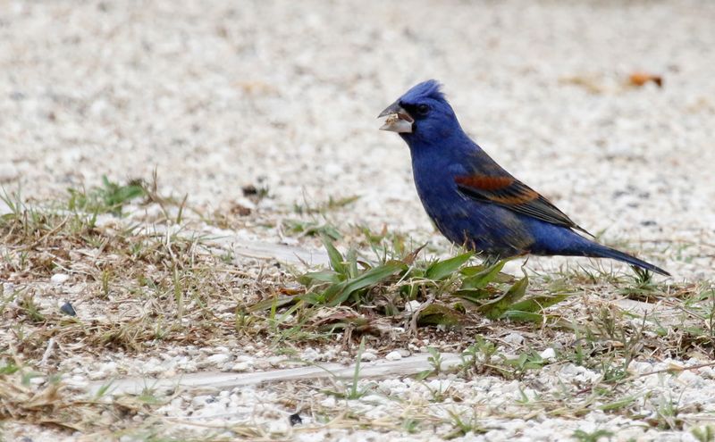 Blue Grosbeak (Passerina caerulea) Bahia Honda Key, Florida, US