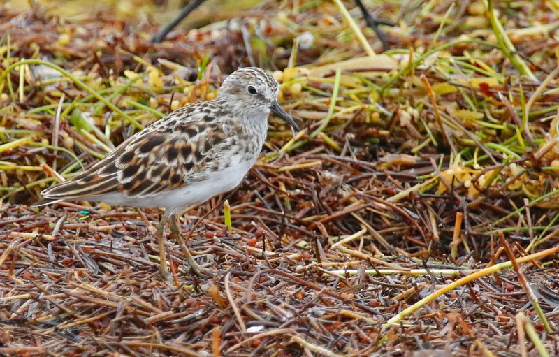 Least Sandpiper (Calidris minutilla) Bahia Honda Key, Florida, US