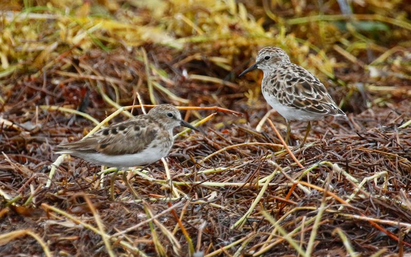 Least Sandpiper (Calidris minutilla) Bahia Honda Key, Florida, US