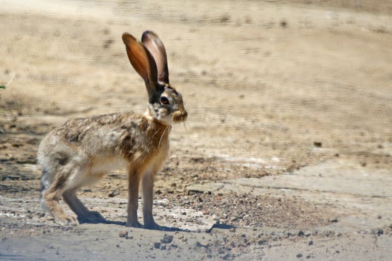 Cape Hare (Lepus capensis) Lake Baringo, Kenya